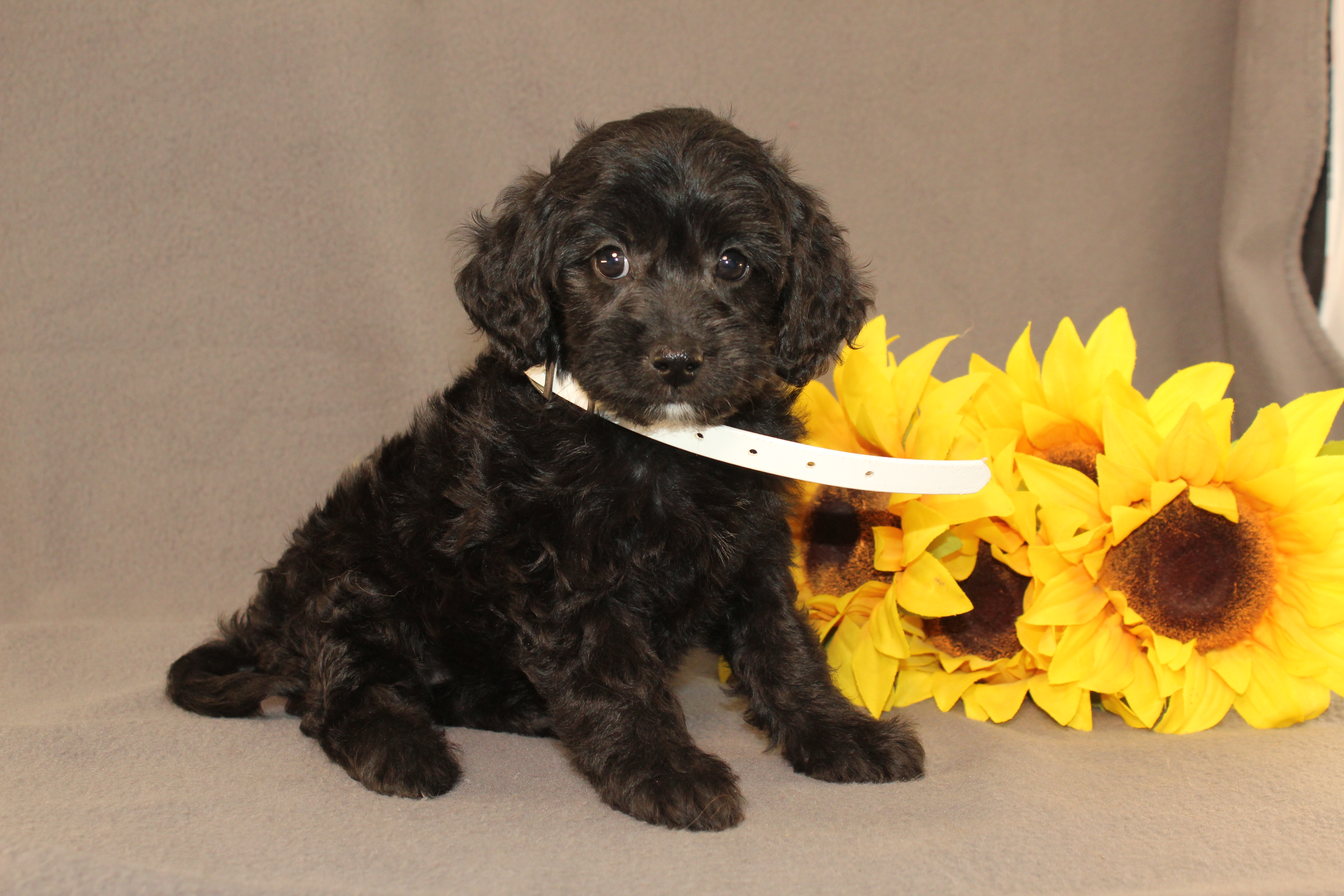 puppy, for, sale, Mini Cavagoldendoodle, Ivan J. Stoltzfus, dog, breeder, Dornsife, PA, dog-breeder, puppy-for-sale, forsale, nearby, find, puppyfind, locator, puppylocator, aca